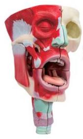 鼻、口、咽喉腔分解模型